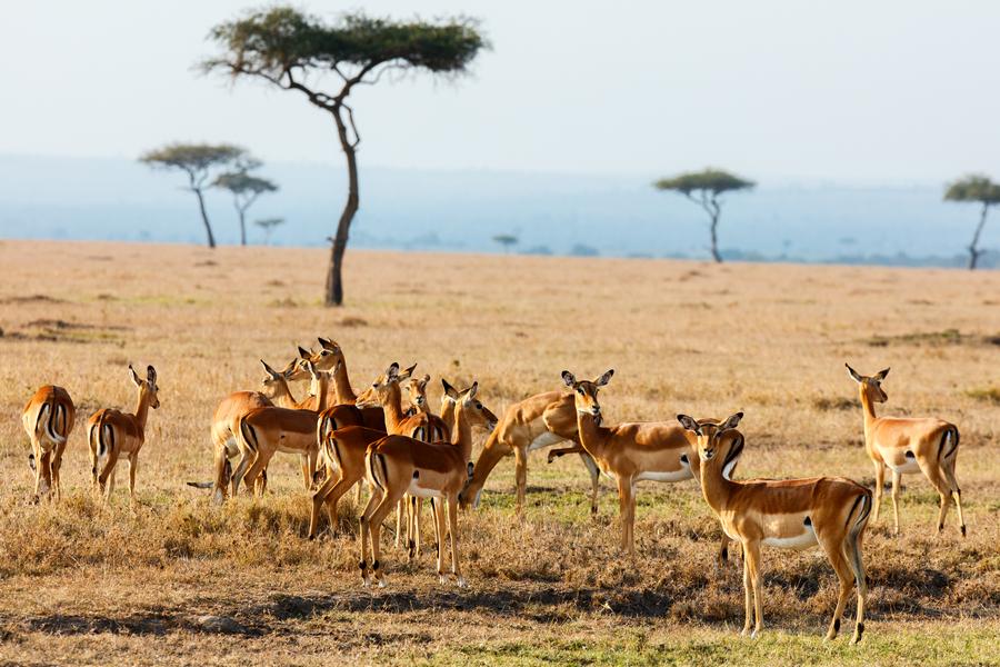Lago Nakuru → Masai Mara