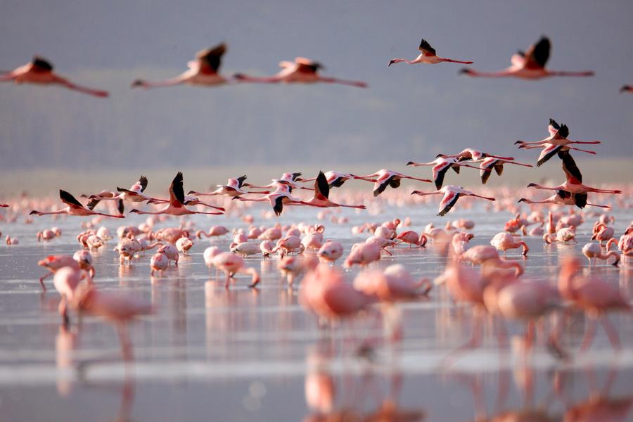 P. N. de Aberdare → Lago Nakuru