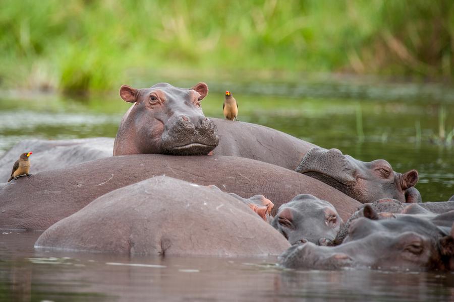 Paisagens do Uganda