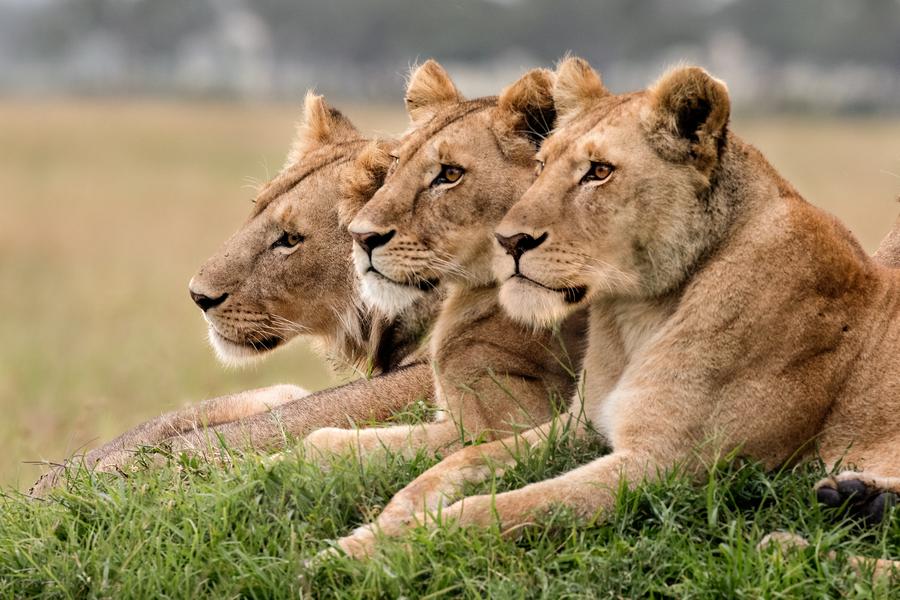 R. N. Masai Mara