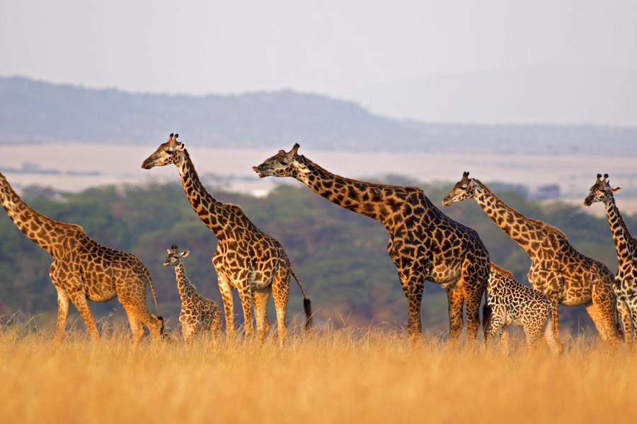 R. N. Masai Mara