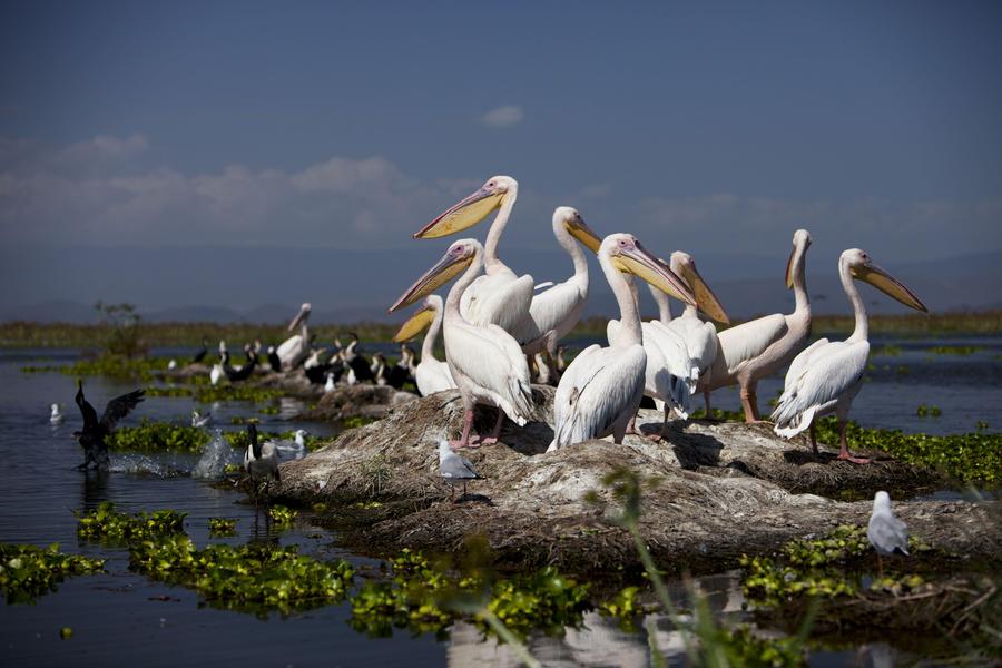 Parque de Aberdare → Lago Nakuru