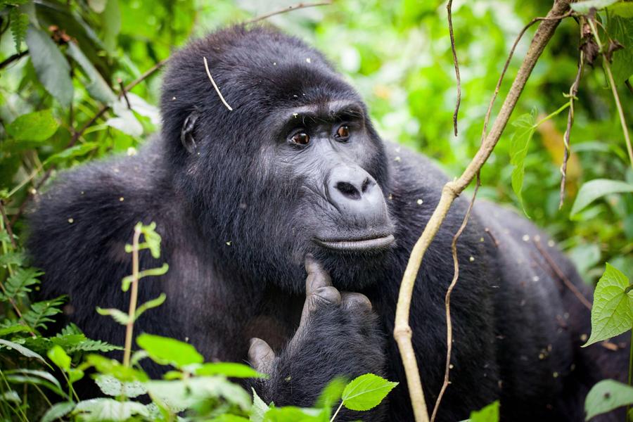 P. N. Bwindi (trekking de gorilas)