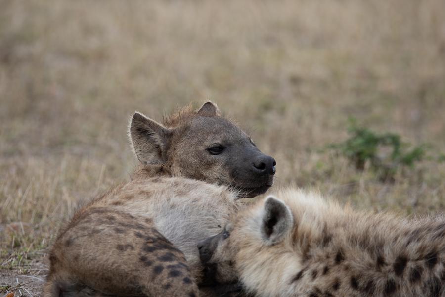 R. N. Masai Mara