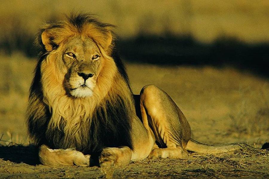 Kruger Park