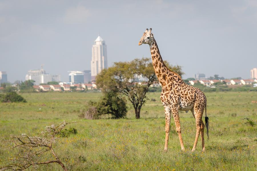 R. N. Masai Mara → Nairobi