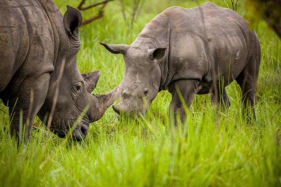 Entebbe → Nakitoma → Murchison Falls