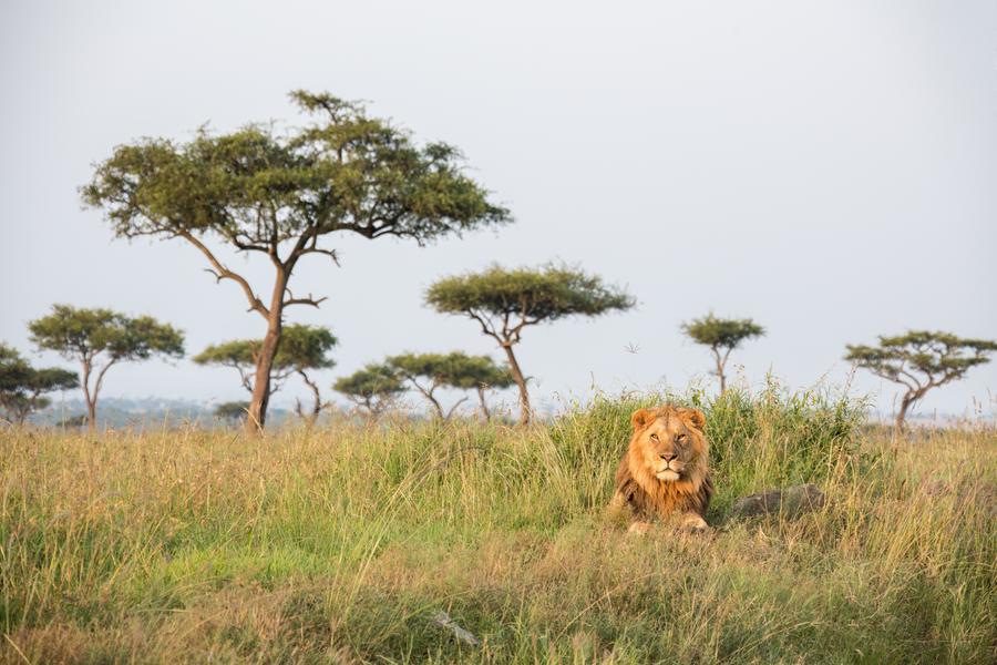 R. N. Masai Mara