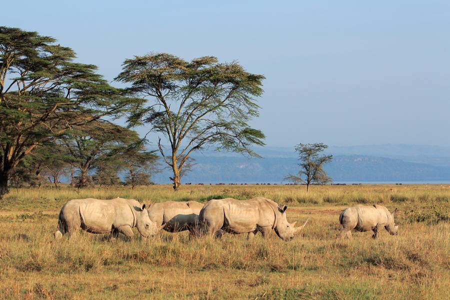 Aberdare → Lago Nakuru / Naivasha