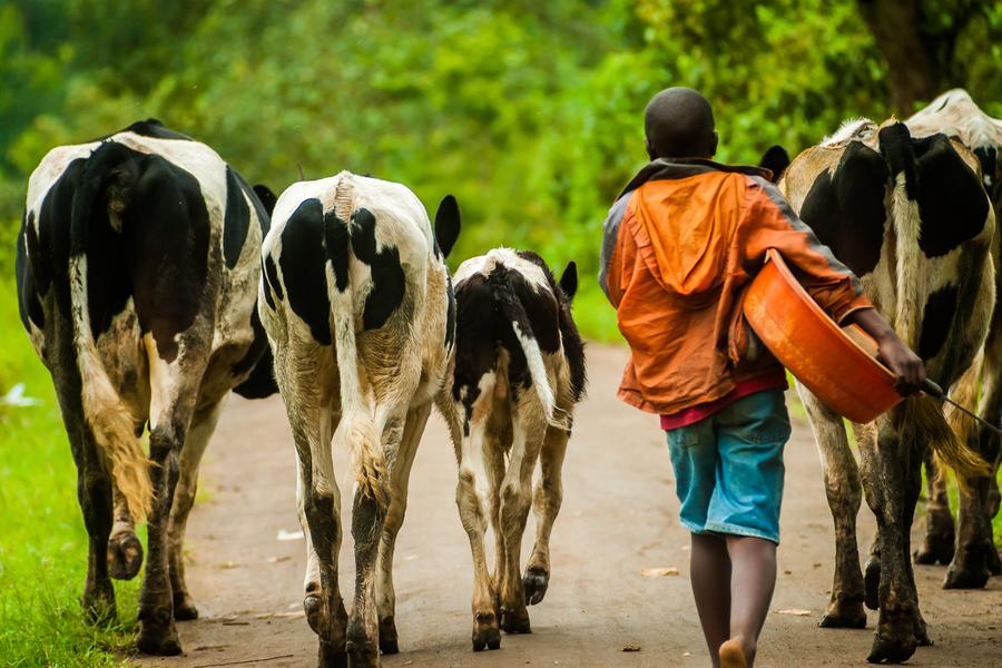 Murchison Falls → Kibale