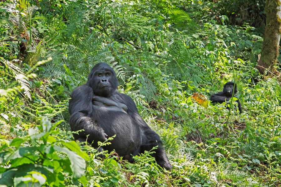 P. N. Bwindi (trekking de gorilas)