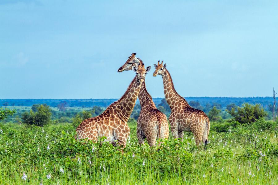 Kruger