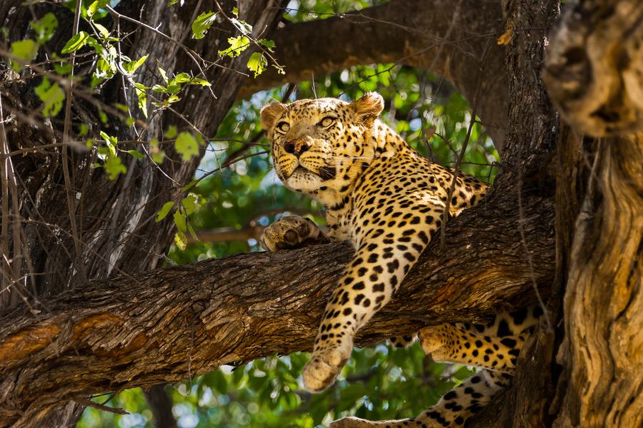 Chobe → Reserva de Moremi