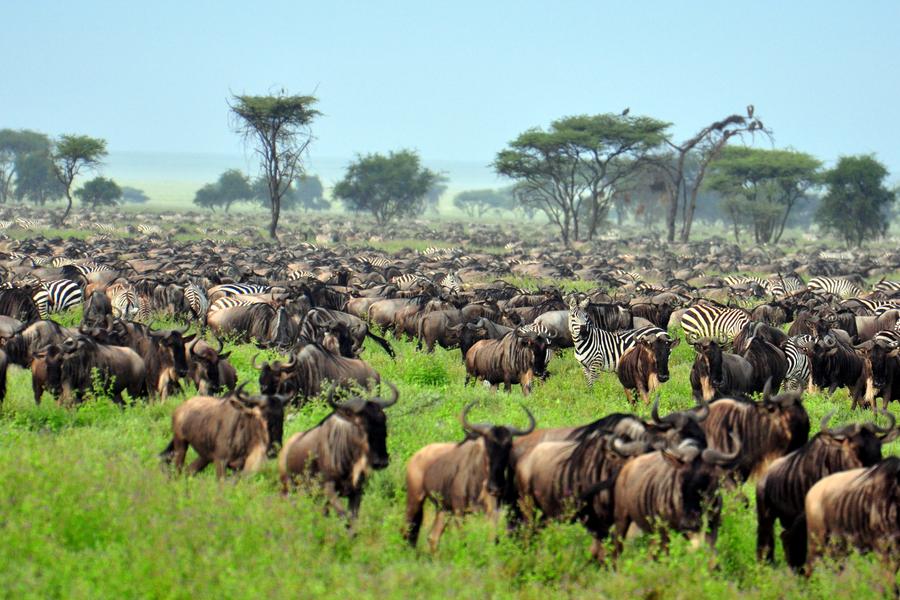 P. N. Serengeti