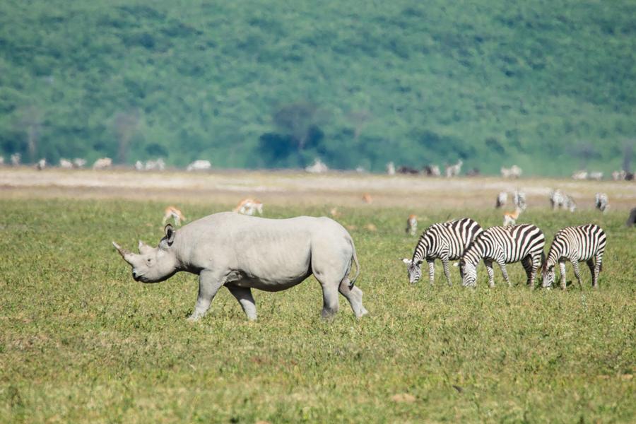 Cratera de Ngorongoro