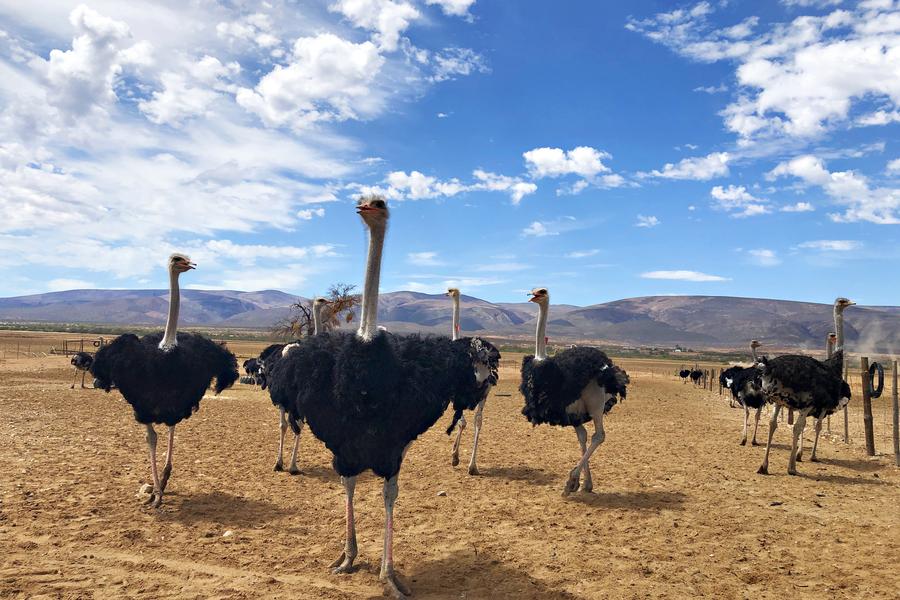 Knysna → Oudtshoorn