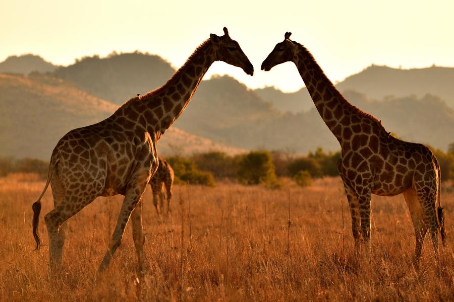 P. N. Murchison Falls