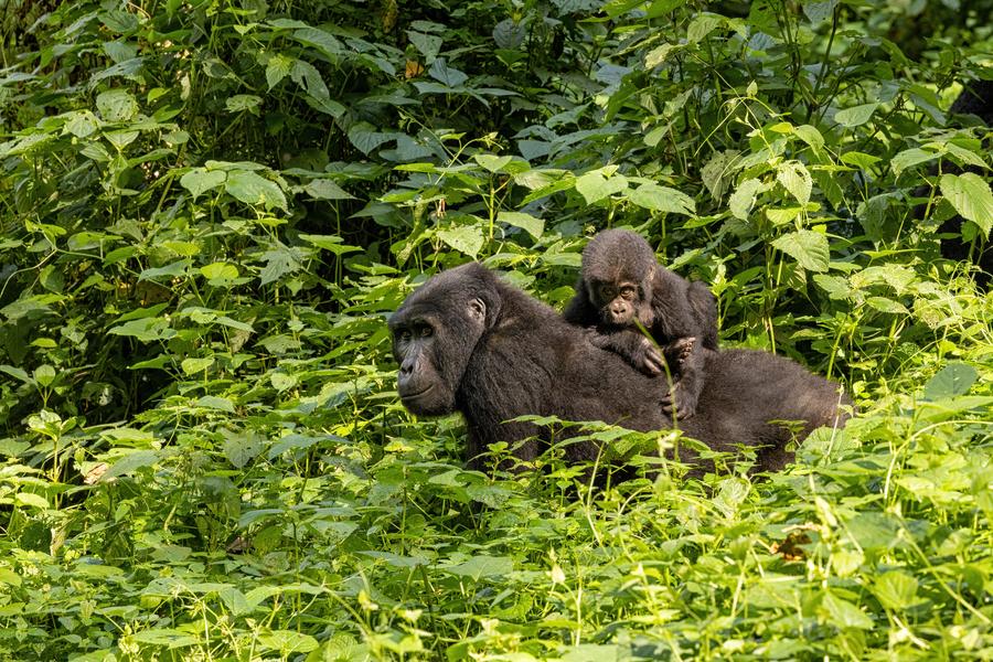 Queen Elizabeth → P. N. Bwindi