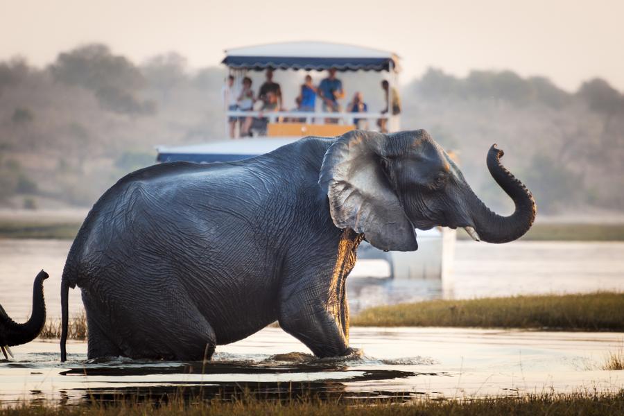 Chobe (dias 3 a 4)