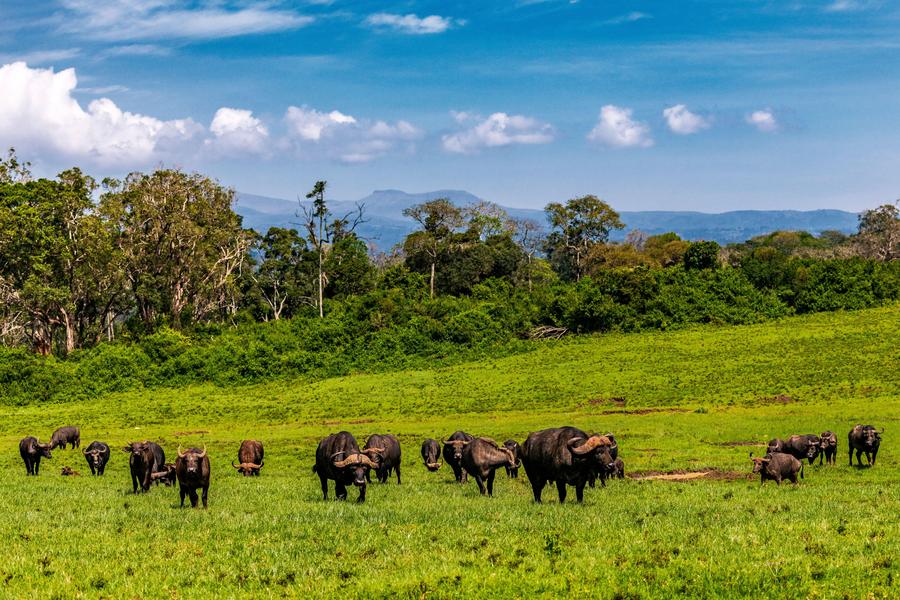 Nairobi → Parque Nacional de Aberdare