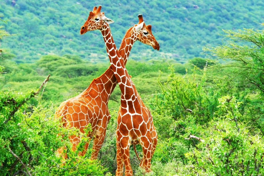 R. N. Masai Mara
