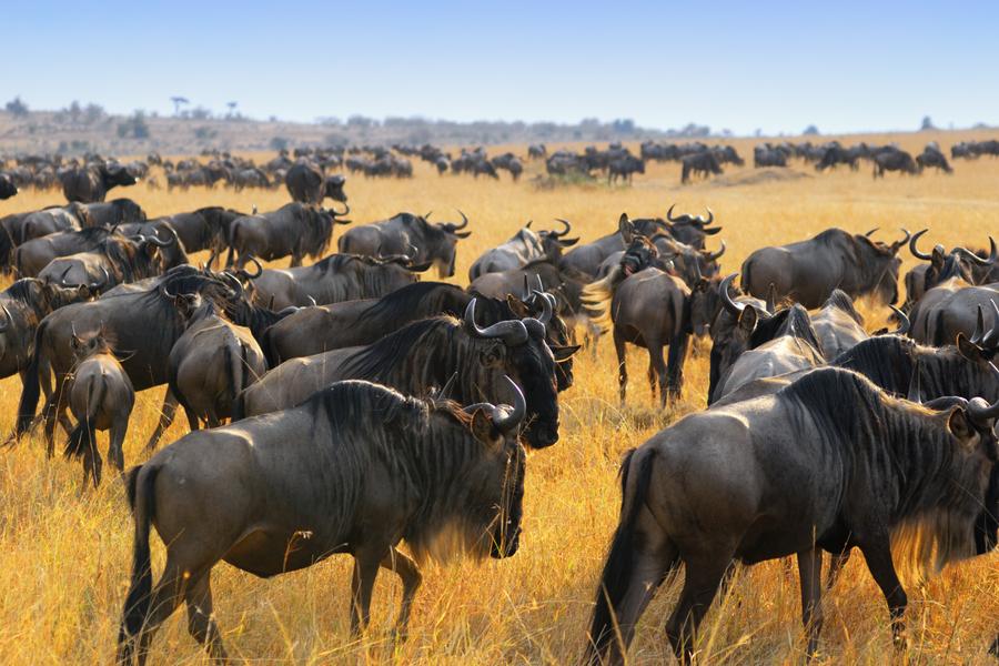 R. N. Masai Mara