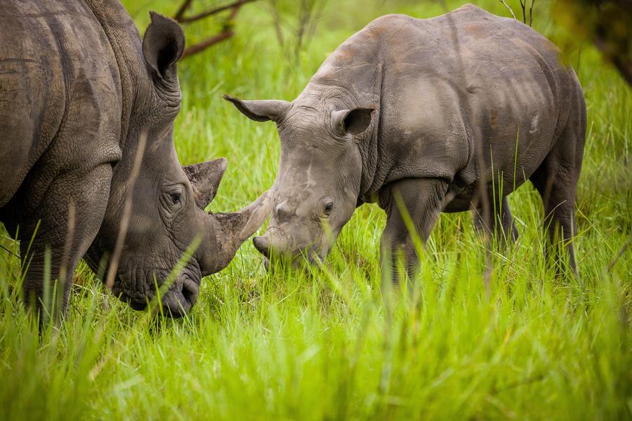 Entebbe → Murchison Falls