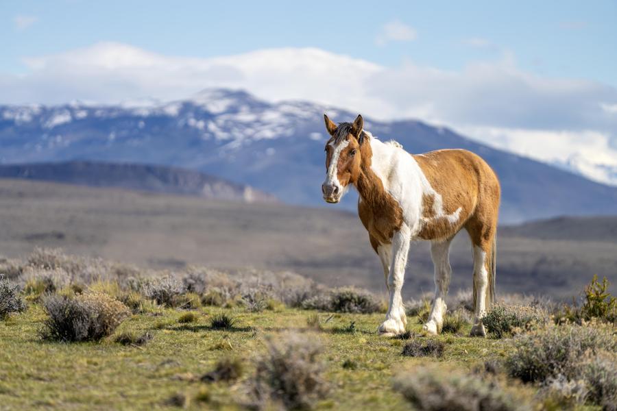 Ushuaia → El Calafate